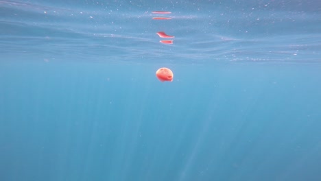 una medusa pulsante flota bajo la superficie