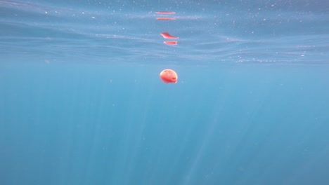 a pulsating jellyfish floats under the surface