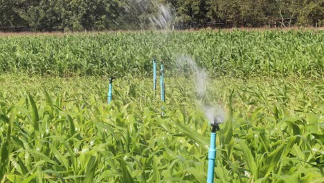 close-up view of sprinklers irrigating a vibrant cornfield under a clear sky.