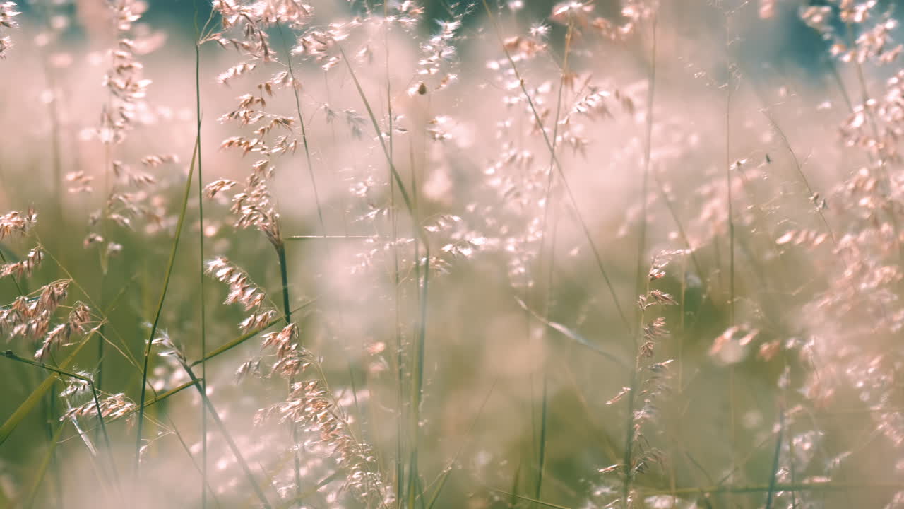 cámara lenta de hermosas flores de hierba balanceadas lentamente por el viento