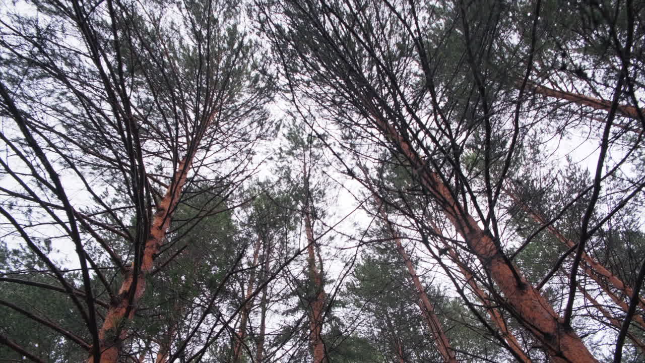 숲 속 의 소나무 를 쳐다보는 것