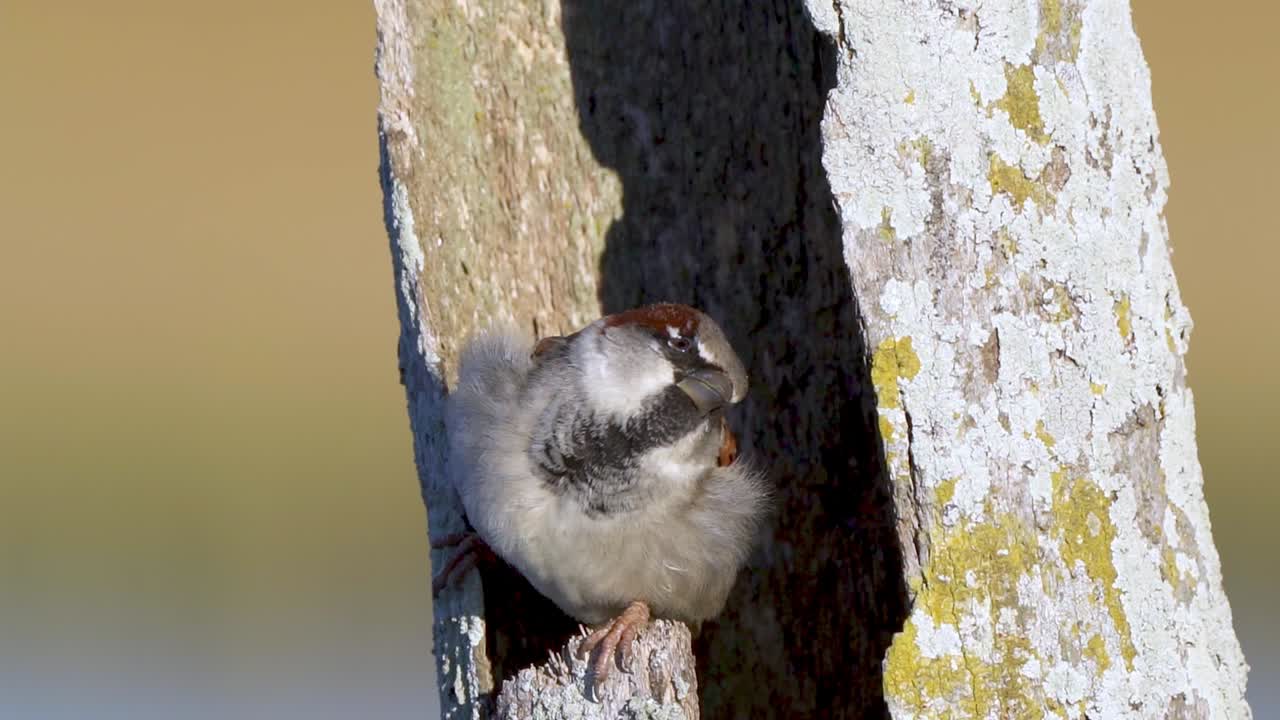 gorrión posado dentro del agujero del tronco de un árbol y luego se va volando