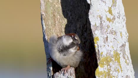 house sparrow perched inside tree trunk hole then flies away