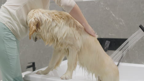 woman bathing a golden retriever