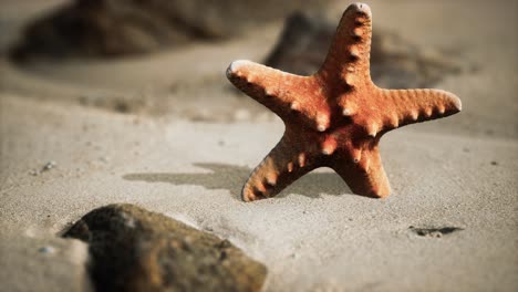 Estrella-De-Mar-Roja-En-La-Playa-Del-Océano-Con-Arena-Dorada