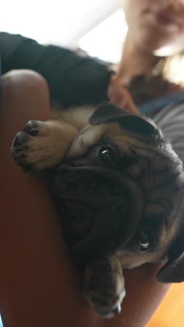 a pug puppy in a hug