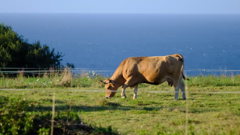 una sola vaca pastando en asturias con el fondo del océano