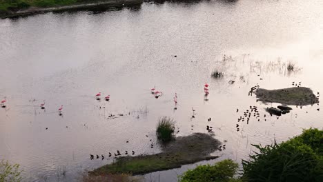 Wide-angle-parallax-of-flamingo-with-wings-outstretched-warning-flock