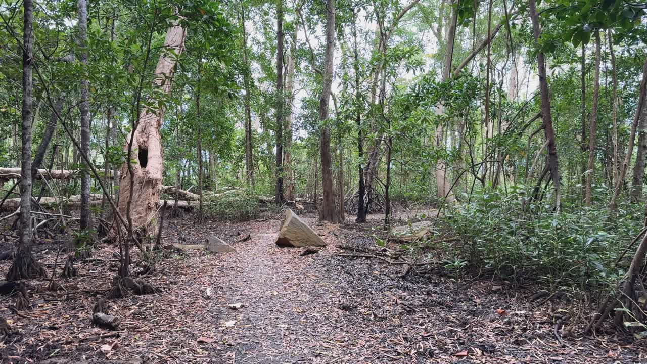 A serene forest path in Port Douglas, Queensland, surrounded by eucalyptus trees and lush greenery under soft natural light