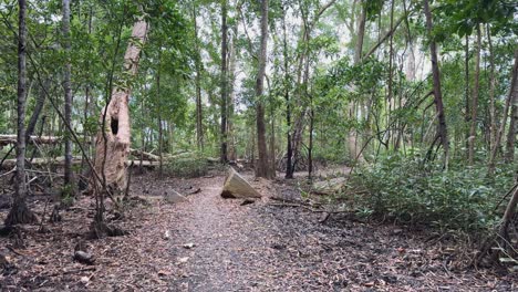 a serene forest path in port douglas, queensland, surrounded by eucalyptus trees and lush greenery under soft natural light