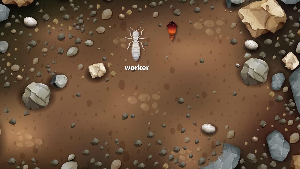 representa los roles de las termitas: trabajador, soldado, enjambre, rey, reina