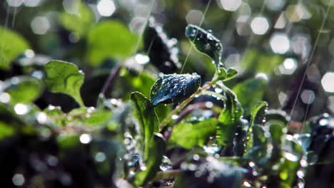 extreme close up of rain falling on marjoram plant leaves in garden, lit by sun from behind