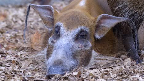 a red river hog spotted calmly sleeping on the ground