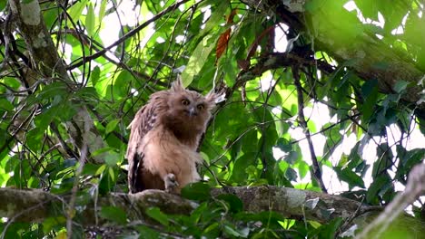 the buffy fish owl is a big owl and yet the smallest among the four fish owls