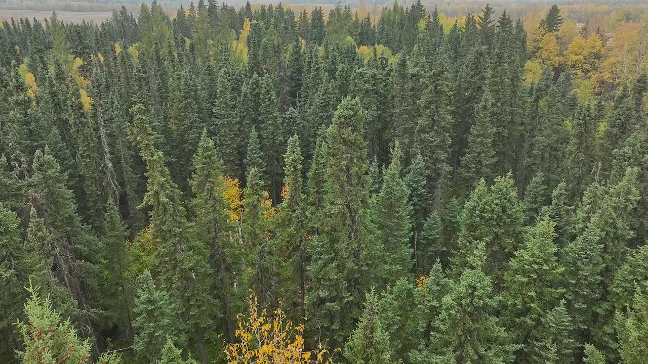 Drone flying at treetop level through a mixed forest in the Autumn
