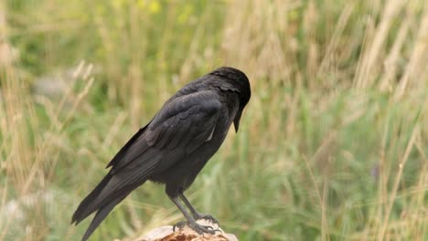 black crow standing on log is isolated against