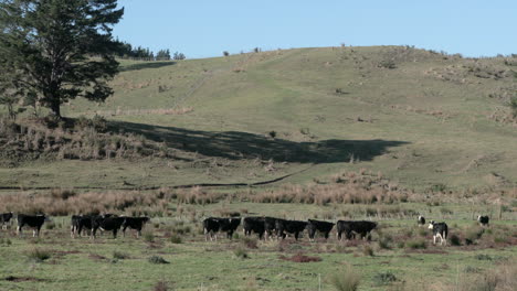 herd of brown cows on grazing on a grassy hill, wide shot