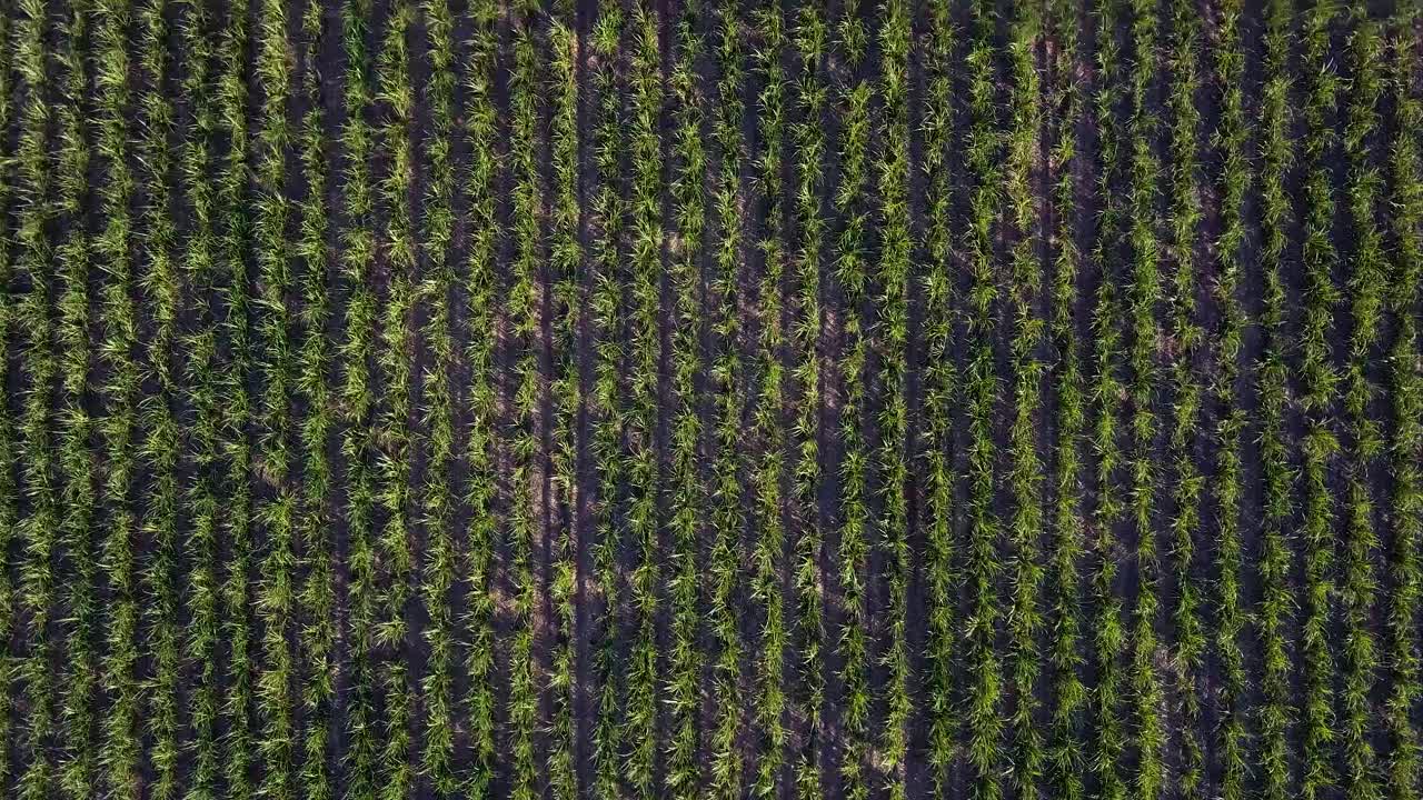 campo de caña de azúcar al atardecer en el sureste de brasil