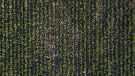 Sugar-cane-field-at-sunset-in-southeastern-Brazil