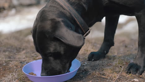 a closeup of a dog eating food beside a river