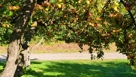 4k-30fps-Filmische-Zeitlupenansicht-Von-Apfelbäumen-Und-Einer-Person,-Die-Den-Garten-Bewundert-–-Dolly-Aufnahme