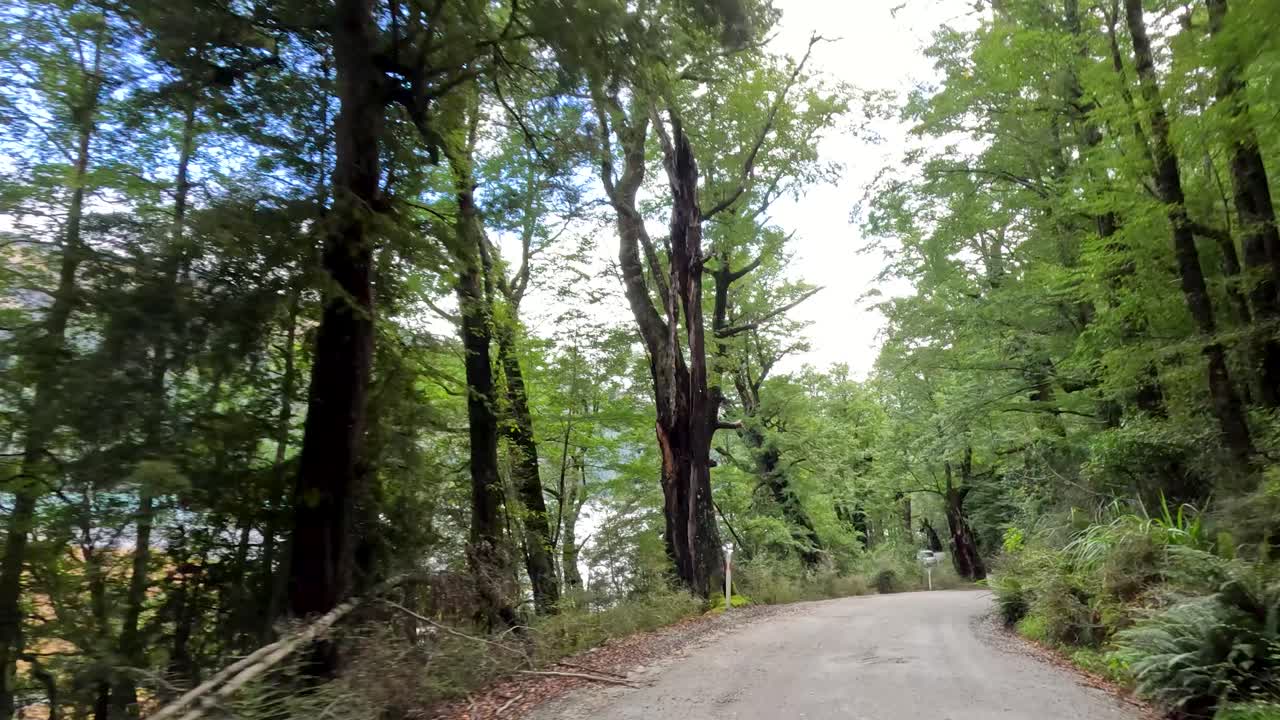 Vehicle moves along winding forest road, lush greenery, natural daylight, smooth forward camera motion