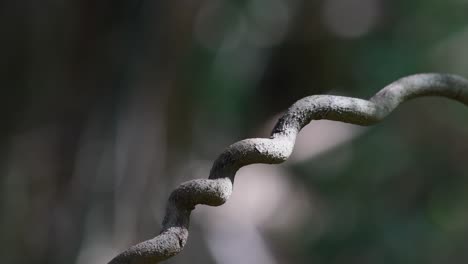 Vine-spiraling-within-shade-of-a-rain-forest-in-Kaeng-Krachan-National-Park-in-Thailand,-used-by-birds-to-perch-as-sunlight-from-the-morning-sun-shines-on-it-also-making-fantastic-forest-bokeh