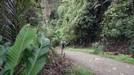 lone man walks down gravel road in lush green jungle of south america