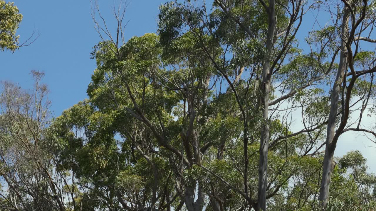 Eucalyptus trees swaying in the wind
