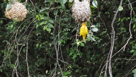 Bright-yellow-weaver-bird-at-his-nest-hanging-on-branches-at-the-walter-sisulu-national-botanical-gardens-in-roodepoort,-South-Africa