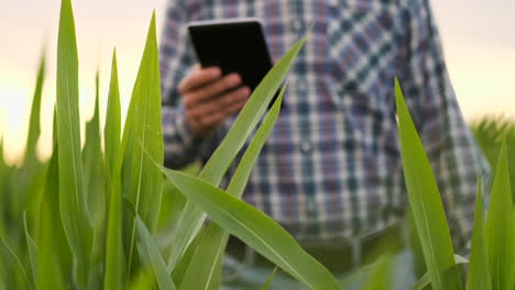 Lens-flare-close-up:-the-farmer's-hand-touches-the-corn-leaves-in-the-field-at-sunset-and-checks-the-quality-of-the-growing-crop-and-enters-the-data-for-analysis-into-the-tablet-computer-for-remote-monitoring-of-the-crop