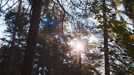 morning sunlight through trees and trunks in forest