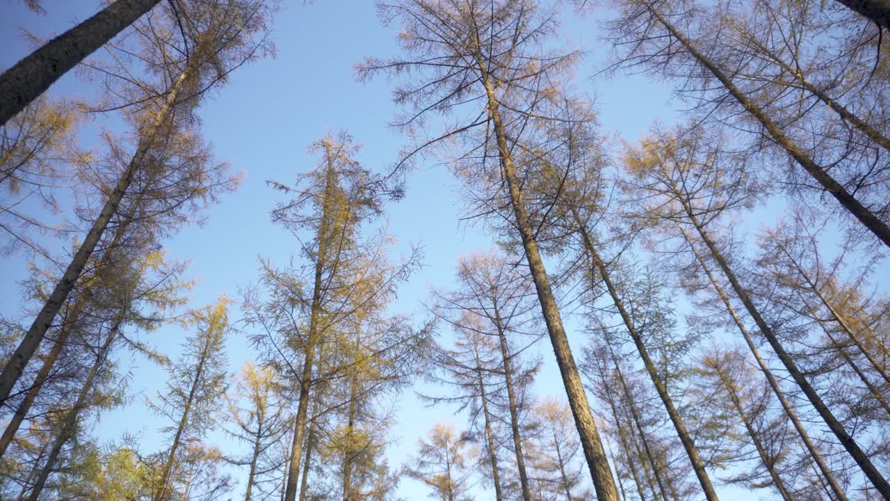 잎이없는 키 큰 벌거 벗은 나무, 가을 숲 설정