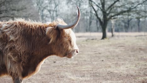 Nahaufnahme-Eines-Porträts-Einer-Hochlandkuh-Auf-Einem-Feld,-Die-Kaut-Und-Direkt-In-Die-Kamera-Blickt