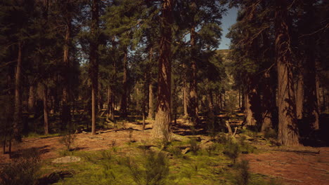 bosque de coníferas iluminado por el sol