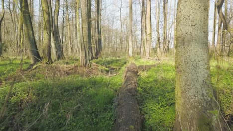 Caminar-Dentro-De-Un-Bosque-Con-Vegetación-Natural-Verde-No-Contaminada