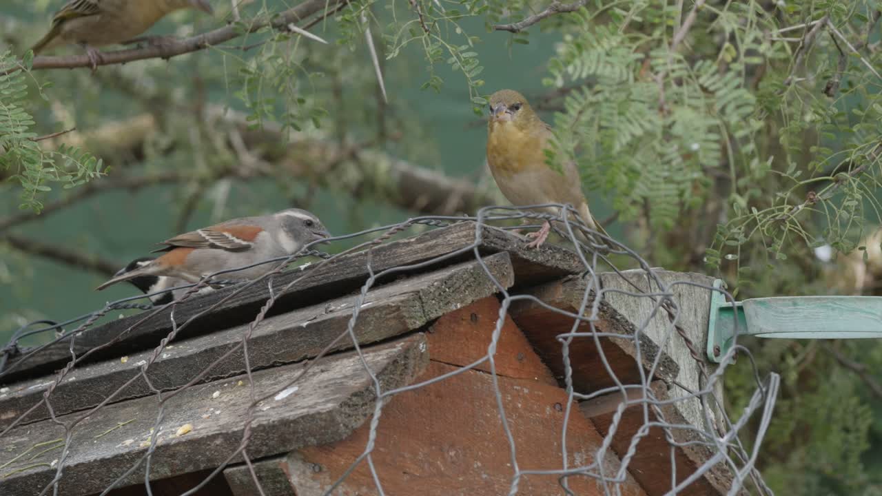 pájaros cantores compitiendo en un comedero para pájaros debajo de un árbol de espinas, de cerca