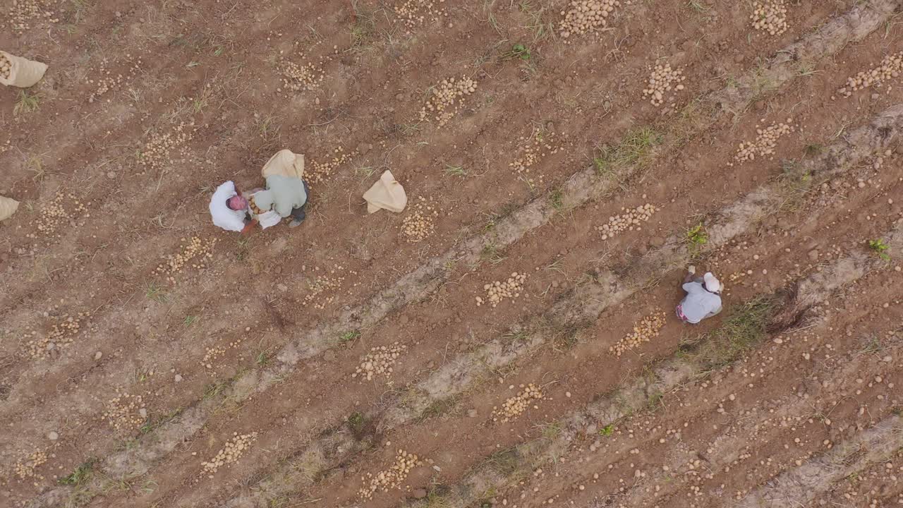 노동자들이 마른 농지에서 감자를 수확하는 모습