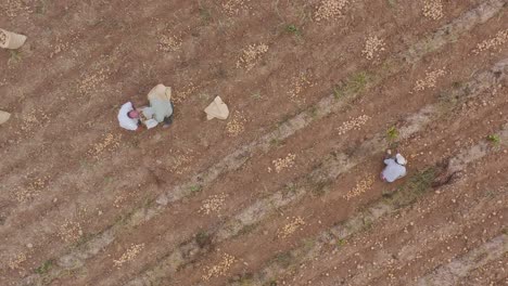 Luftaufnahme,-Während-Arbeiter-Kartoffeln-Auf-Trockenem-Ackerland-Ernten