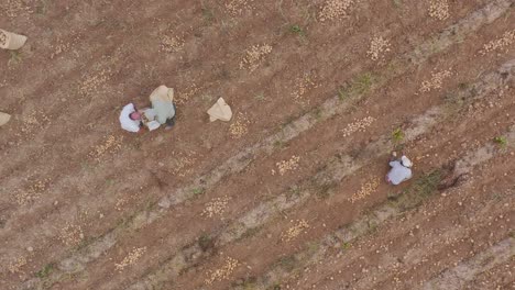 Vista-Aérea-Mientras-Los-Trabajadores-Cosechan-Papas-En-Tierras-De-Cultivo-Secas