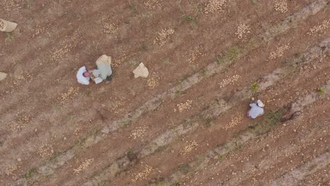 aerial view as laborers harvest potatoes on dry farmland