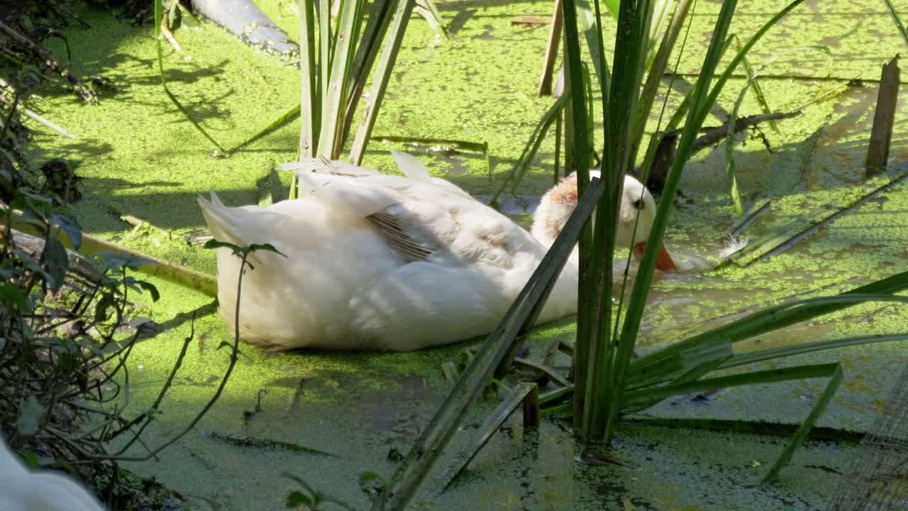 A tranquil duck enjoys a serene moment in a lush green pond embracing nature's beauty
