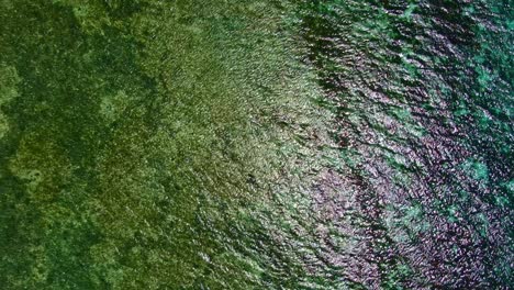 nice top down aerial view of extensive rocky coral reef by the shallow seashore bay