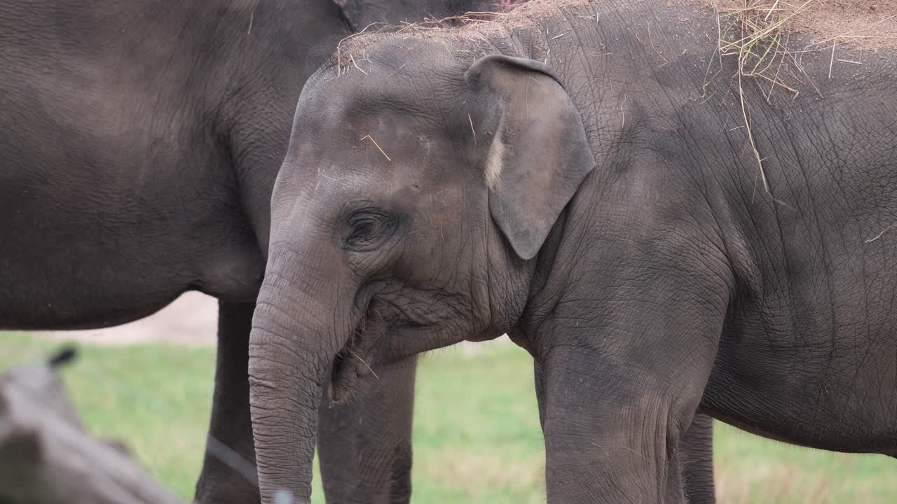 Adorable Baby Elephant Calf in a Zoo