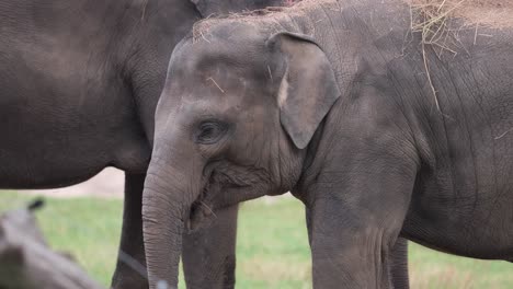 adorable baby elephant calf in a zoo