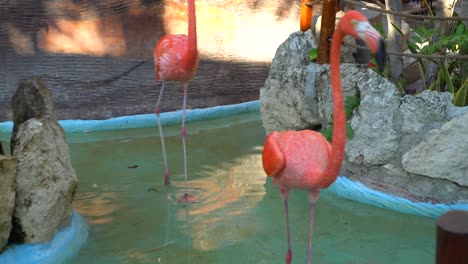 4k flamenco rosado camina en el estanque