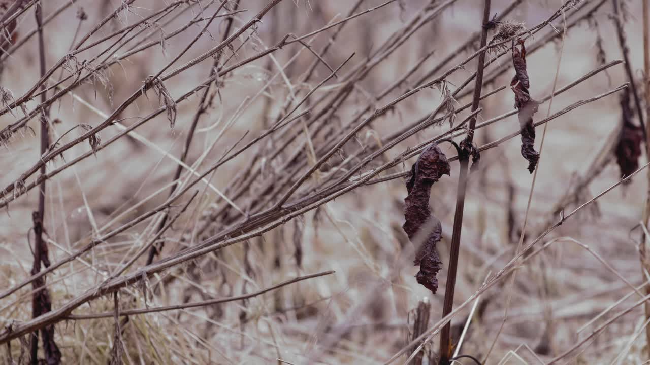 죽은 잎은 가을날 바람에 부드럽게 부는 잡초에 매달려 있으며 등급이 매겨진 스틸 샷