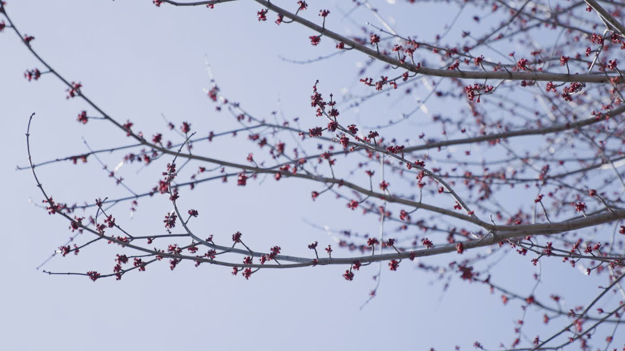 ramas de árboles con capullos rojos en primavera moviéndose lentamente en el viento