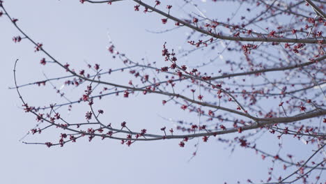 tree branches with red buds in spring slowly moving in the wind