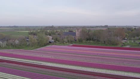 Bunte-Tulpenfelder-Mit-Im-Hintergrund-Ländlicher-Stadt-Aartswoud-Mit-Kirche,-Luftaufnahme